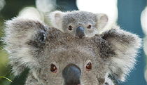  Accommodation in Brisbane