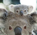Billabong Koala and Wildlife Park - Accommodation in Brisbane