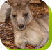 Calmsley Hill City Farm - Accommodation in Brisbane