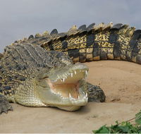 Dundee's Wildlife Park - Accommodation in Brisbane