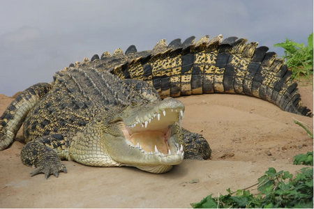 Dundee's Wildlife Park - Accommodation in Brisbane 0