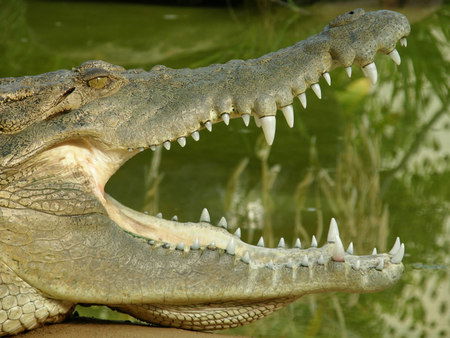 Dundee's Wildlife Park - Accommodation in Brisbane 1