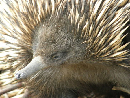 Dundee's Wildlife Park - Accommodation in Brisbane 3