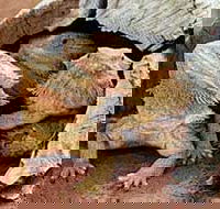 Alice Springs Reptile Centre - Accommodation in Brisbane