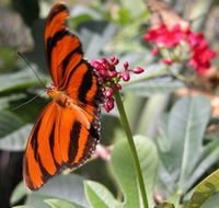 Butterfly Farm - Accommodation in Brisbane