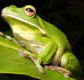 The Rainforest Habitat - Accommodation in Brisbane