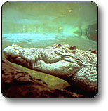 Kakadu National Park - Accommodation in Brisbane 1