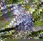 Koala Conservation Centre - Accommodation in Brisbane