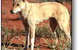 Uluru - Kata Tjuta National Park - thumb 3
