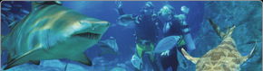 Scuba World - Accommodation in Brisbane 1