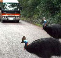 Kookaburra Tours - Accommodation in Brisbane