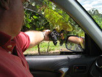 Mount Tamborine Winery & Homestead - Accommodation in Brisbane 1