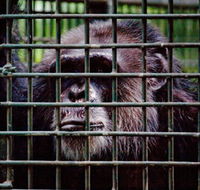 Rockhampton Zoo - Accommodation in Brisbane