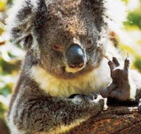 Gorge Wildlife Park - Accommodation in Brisbane