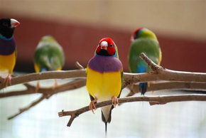 Kyabram Fauna Park - Accommodation in Brisbane 1