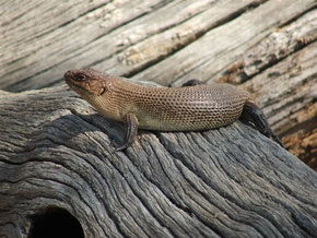 Kyabram Fauna Park - Accommodation in Brisbane 2