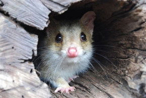 Kyabram Fauna Park - Accommodation in Brisbane 3