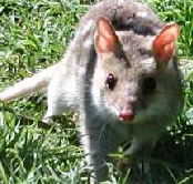 Urimbirra Wildlife Park - Accommodation in Brisbane