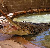 Wyndham Zoological Gardens and Crocodile Park - Accommodation in Brisbane