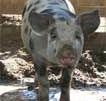 Wagga Wagga Zoo - Accommodation in Brisbane