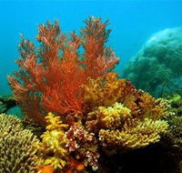 Three Islands Whale Shark Dive - Accommodation in Brisbane