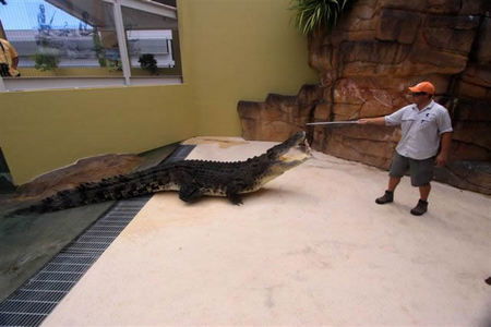 Crocosaurus Cove - Accommodation in Brisbane 2