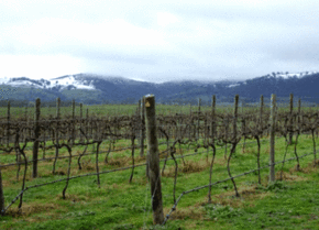 Kinloch Wines - Accommodation in Brisbane