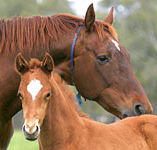 Blue Gum Farm - Accommodation in Brisbane