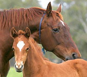 Blue Gum Farm - Accommodation in Brisbane 0