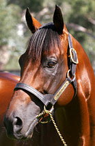 Blue Gum Farm - Accommodation in Brisbane 2