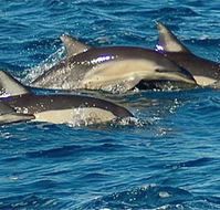 Dolphin Swim Australia - Accommodation in Brisbane