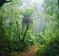 Lamington National Park and OReillys - Accommodation in Brisbane