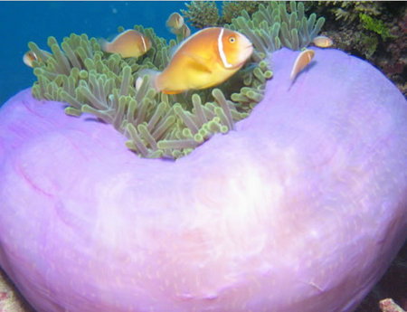 Silver Swift - Accommodation in Brisbane 1