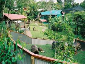 Kuranda Koala Gardens - Accommodation in Brisbane 1