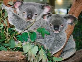 Kuranda Koala Gardens - Accommodation in Brisbane 2