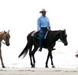 Ride the Beach - Accommodation in Brisbane