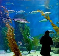 Melbourne Aquarium - Accommodation in Brisbane