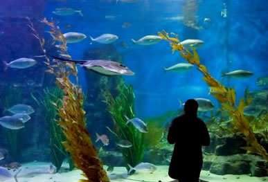 Melbourne Aquarium - Accommodation in Brisbane 0