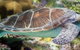 Melbourne Aquarium - thumb 1