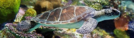 Melbourne Aquarium - Accommodation in Brisbane 1