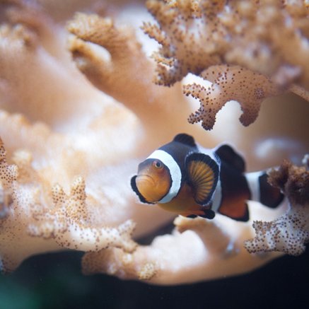 Melbourne Aquarium - Accommodation in Brisbane 2