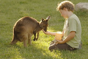 Cleland Wildlife Park - Accommodation in Brisbane 4