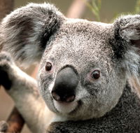 Potoroo Palace - Accommodation in Brisbane