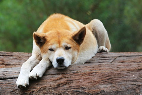 Potoroo Palace - Accommodation in Brisbane 1