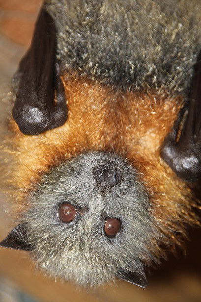 Potoroo Palace - Accommodation in Brisbane 2