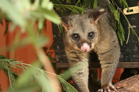 Potoroo Palace - Accommodation in Brisbane 3