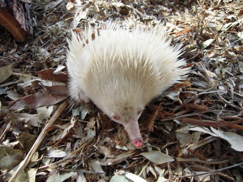 Potoroo Palace - Accommodation in Brisbane 4