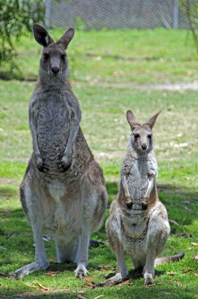 Potoroo Palace - Accommodation in Brisbane 5