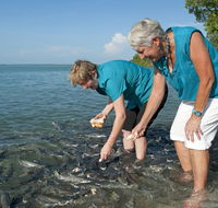 Aquascene Fish Feeding Sanctuary - Accommodation in Brisbane