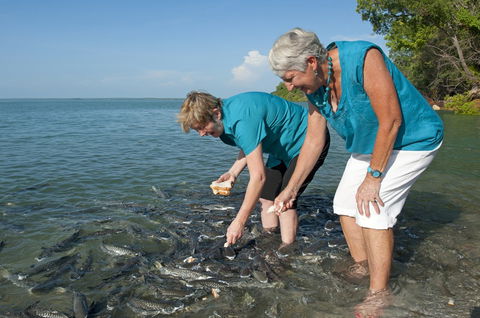 Aquascene Fish Feeding Sanctuary - Accommodation in Brisbane 0